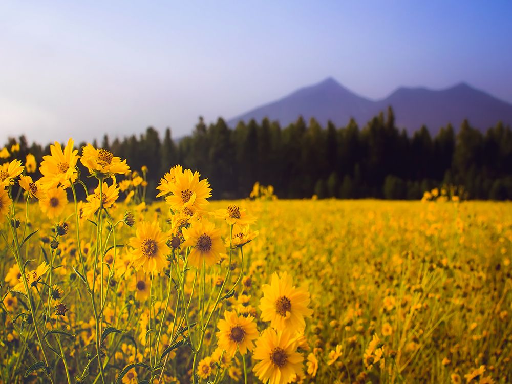 Field 22 art print by Rachel Lee for $57.95 CAD