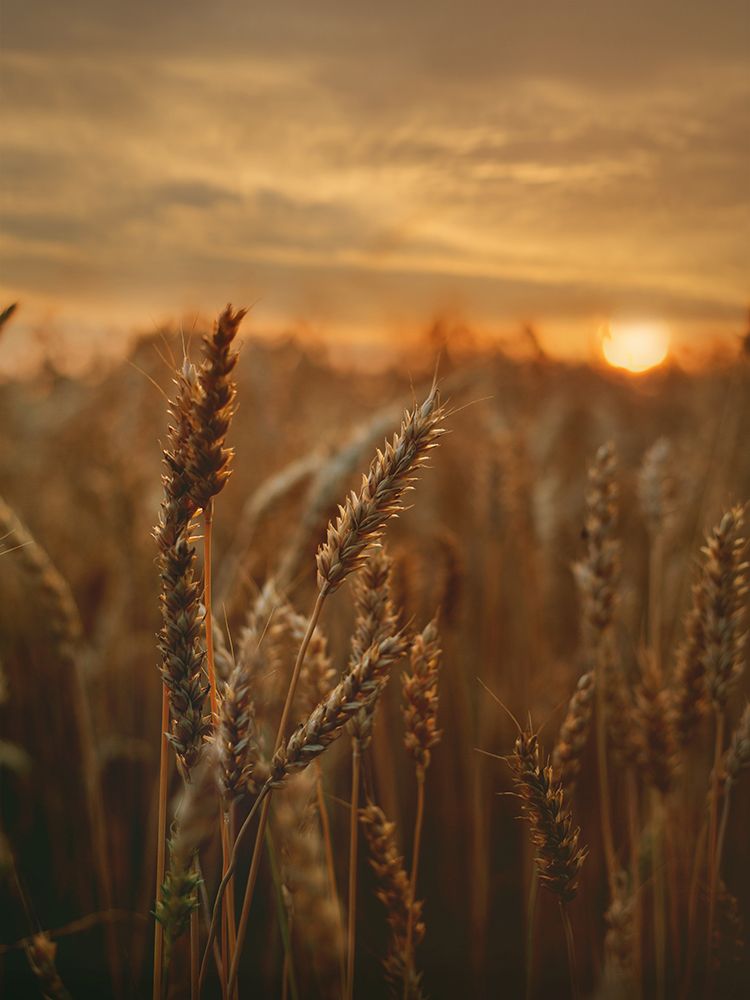 Field 24 art print by Rachel Lee for $57.95 CAD