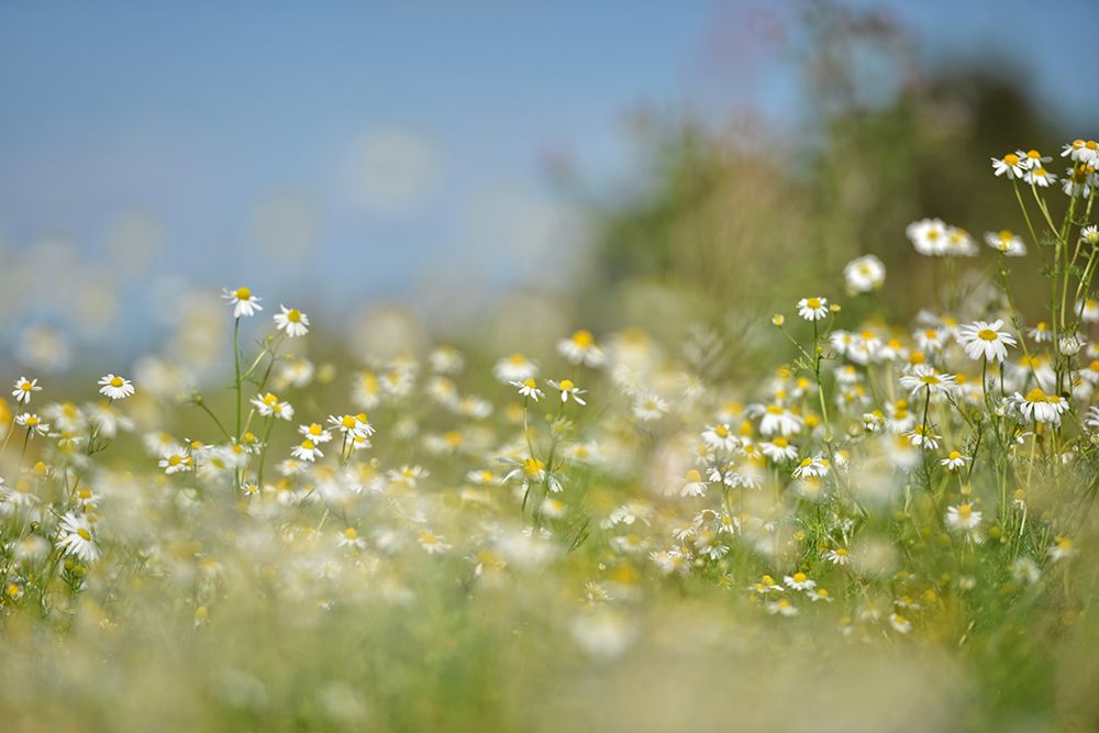 Field 3 art print by Rachel Lee for $57.95 CAD