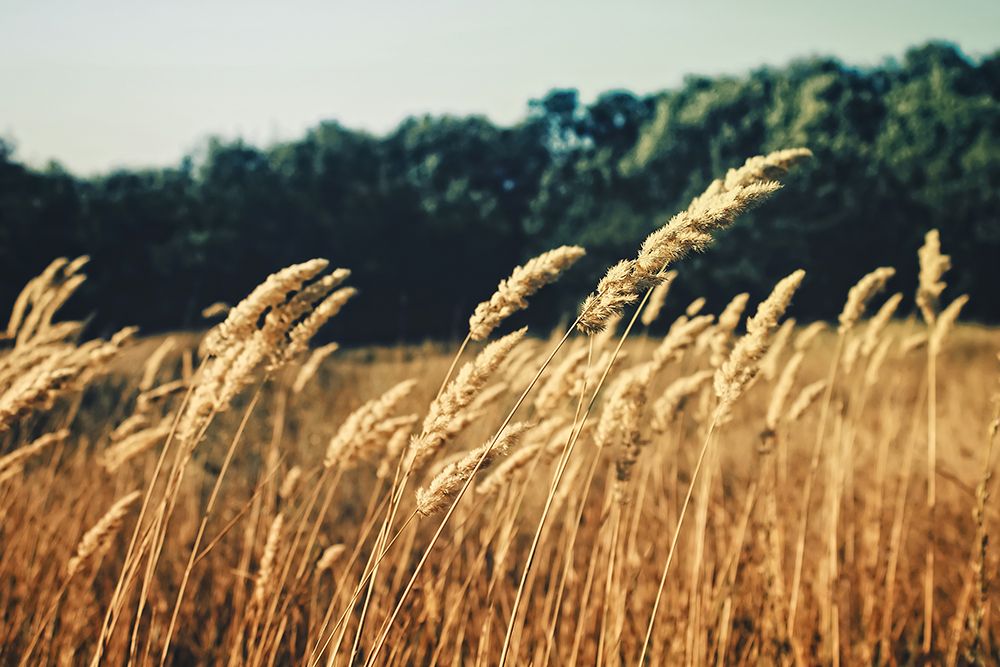 Field 4 art print by Rachel Lee for $57.95 CAD