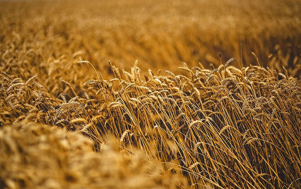 Field 5 art print by Rachel Lee for $57.95 CAD