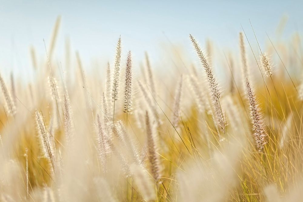 Field 6 art print by Rachel Lee for $57.95 CAD