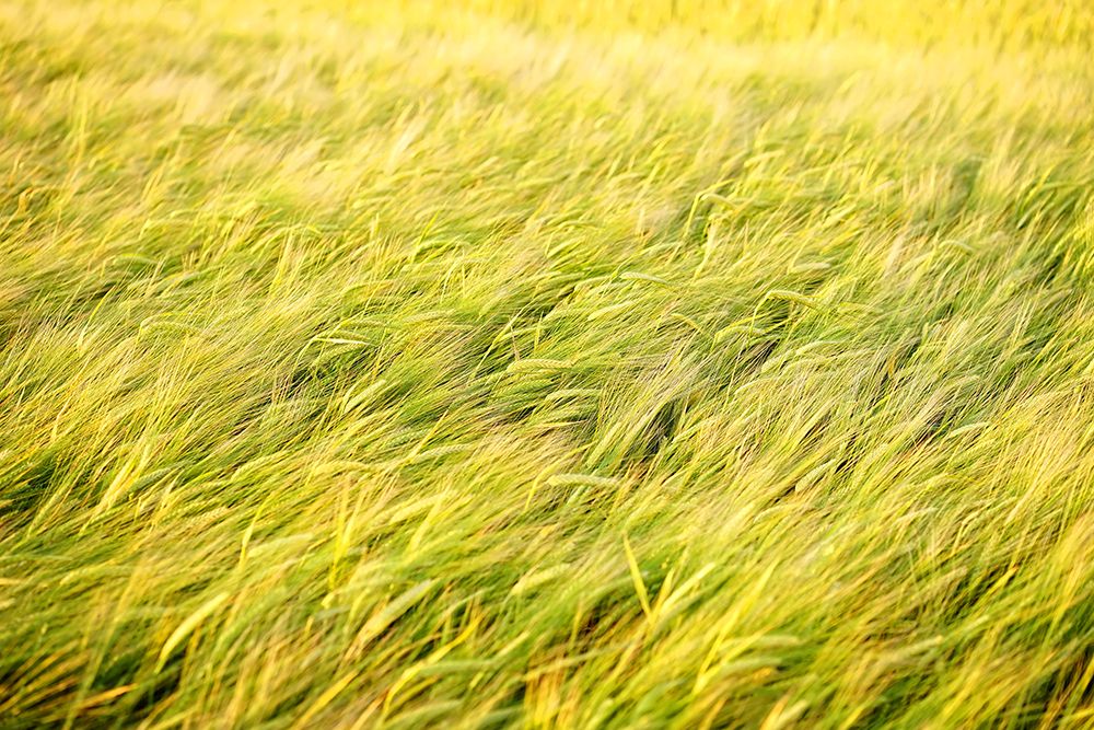Field 8 art print by Rachel Lee for $57.95 CAD