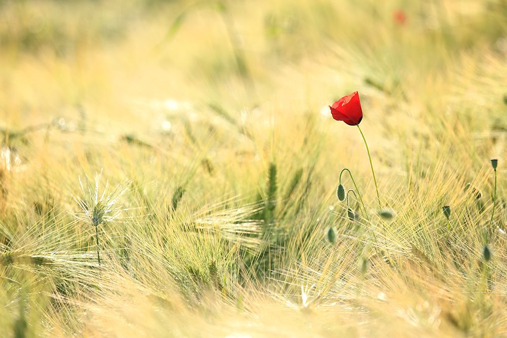 Field 9 art print by Rachel Lee for $57.95 CAD