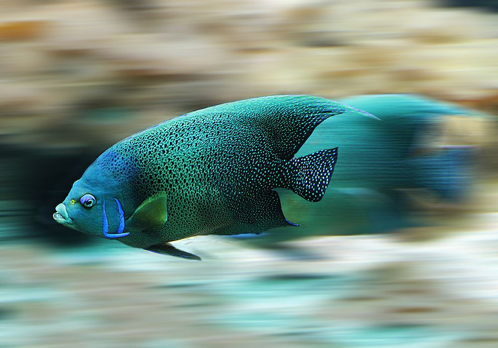 Fish art print by Rachel Lee for $57.95 CAD