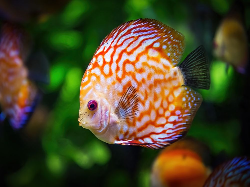 Fish 2 art print by Rachel Lee for $57.95 CAD