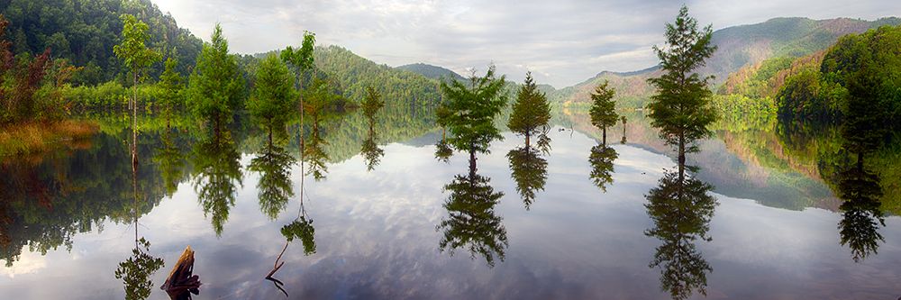 Floating Trees art print by Rachel Lee for $57.95 CAD