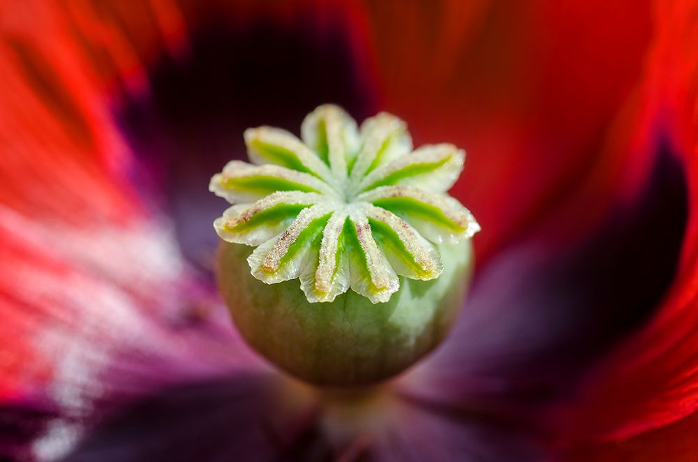 Flower 1 art print by Rachel Lee for $57.95 CAD