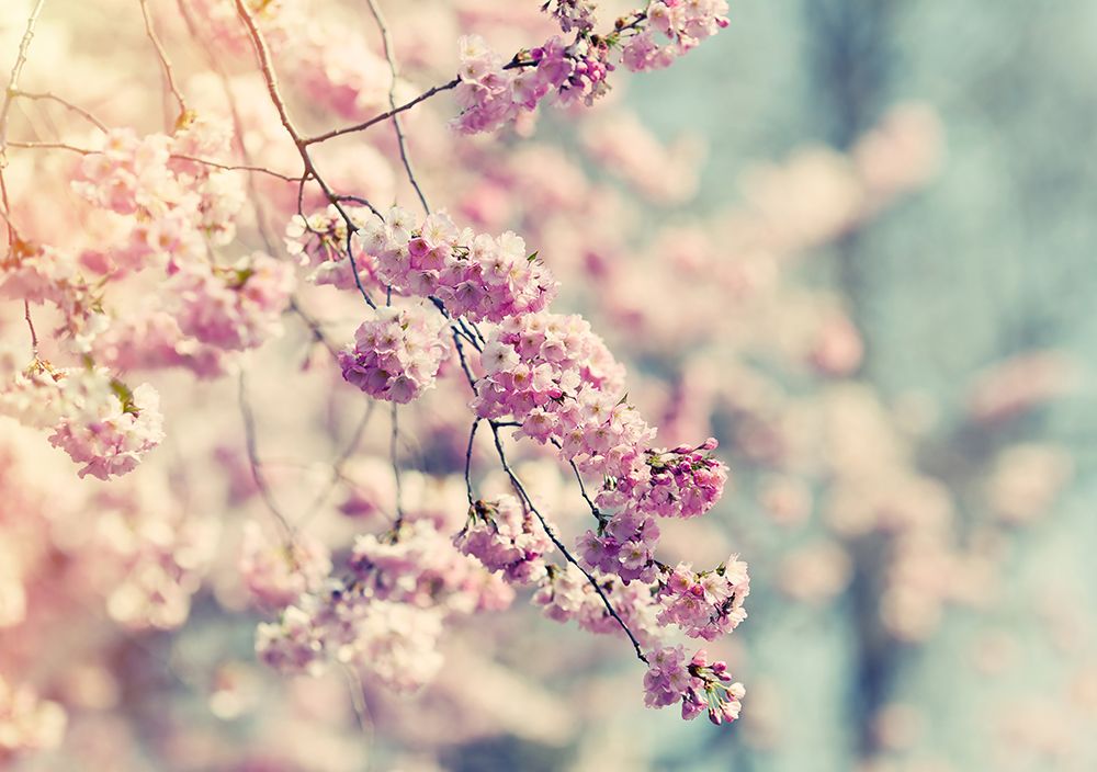 Flower 10 art print by Rachel Lee for $57.95 CAD