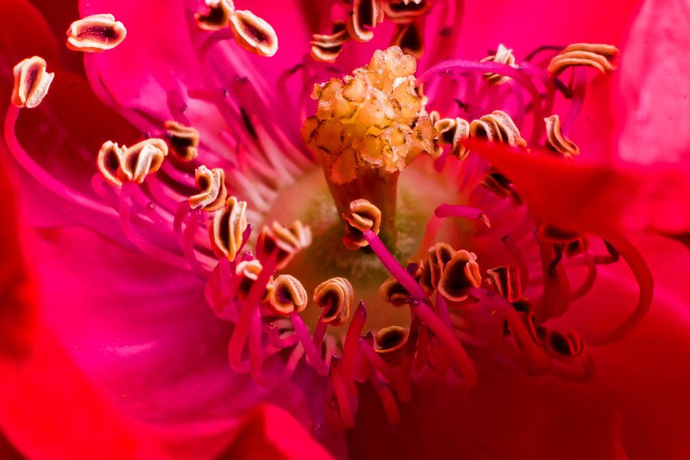 Flower 2 art print by Rachel Lee for $57.95 CAD