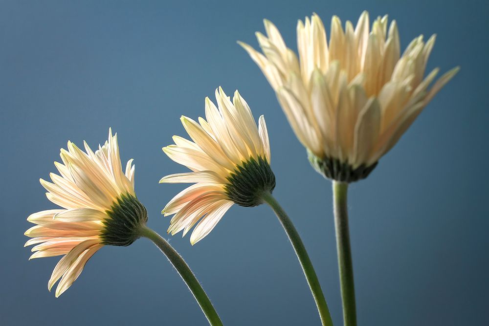 Flower 21 art print by Rachel Lee for $57.95 CAD