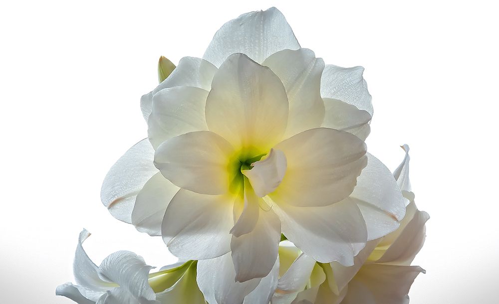 Flower 22 art print by Rachel Lee for $57.95 CAD