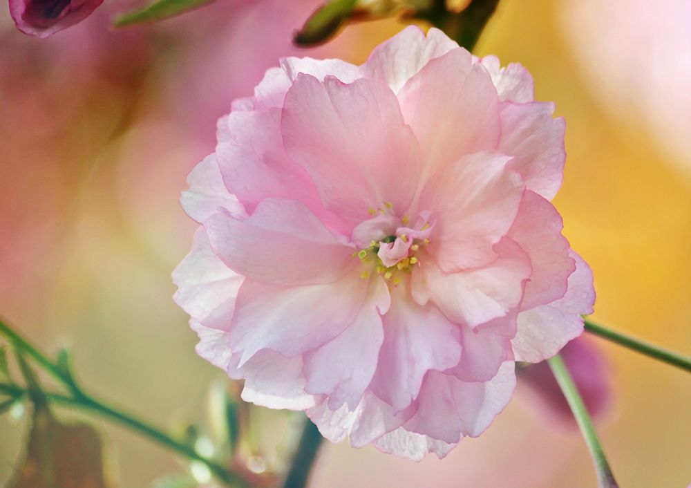 Flower 28 art print by Rachel Lee for $57.95 CAD