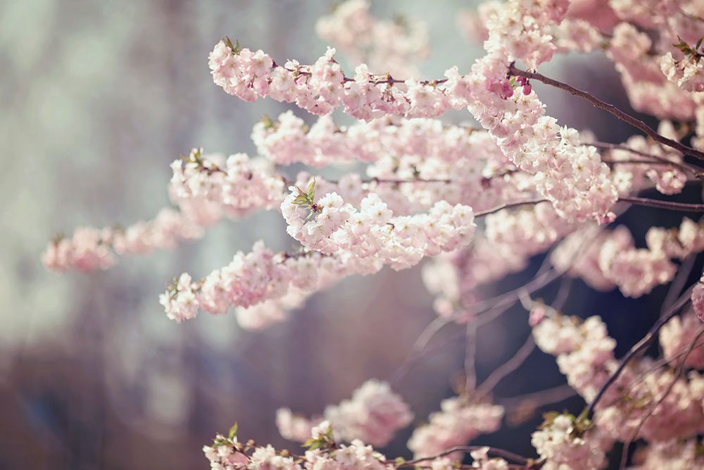 Flower 29 art print by Rachel Lee for $57.95 CAD