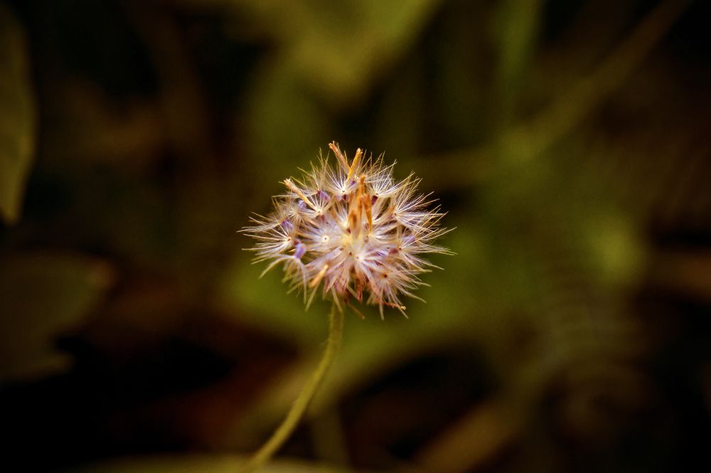 Flower 3 art print by Rachel Lee for $57.95 CAD