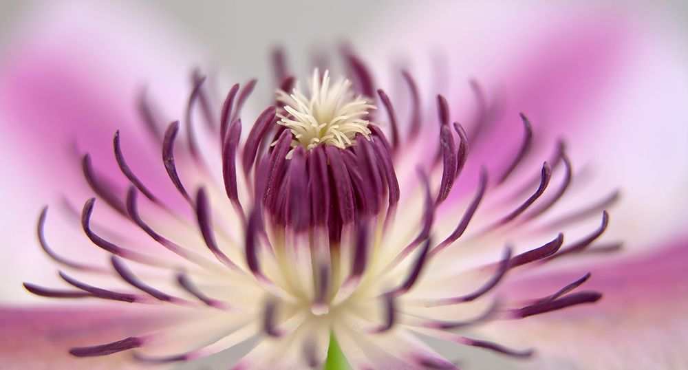 Flower 31 art print by Rachel Lee for $57.95 CAD