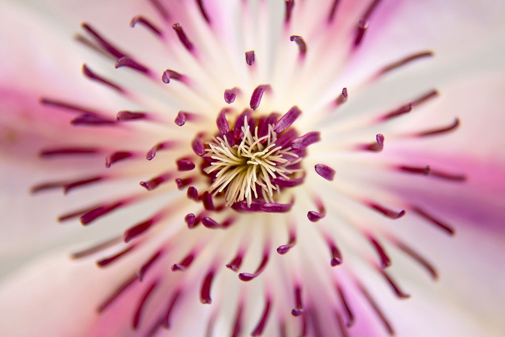 Flower 32 art print by Rachel Lee for $57.95 CAD