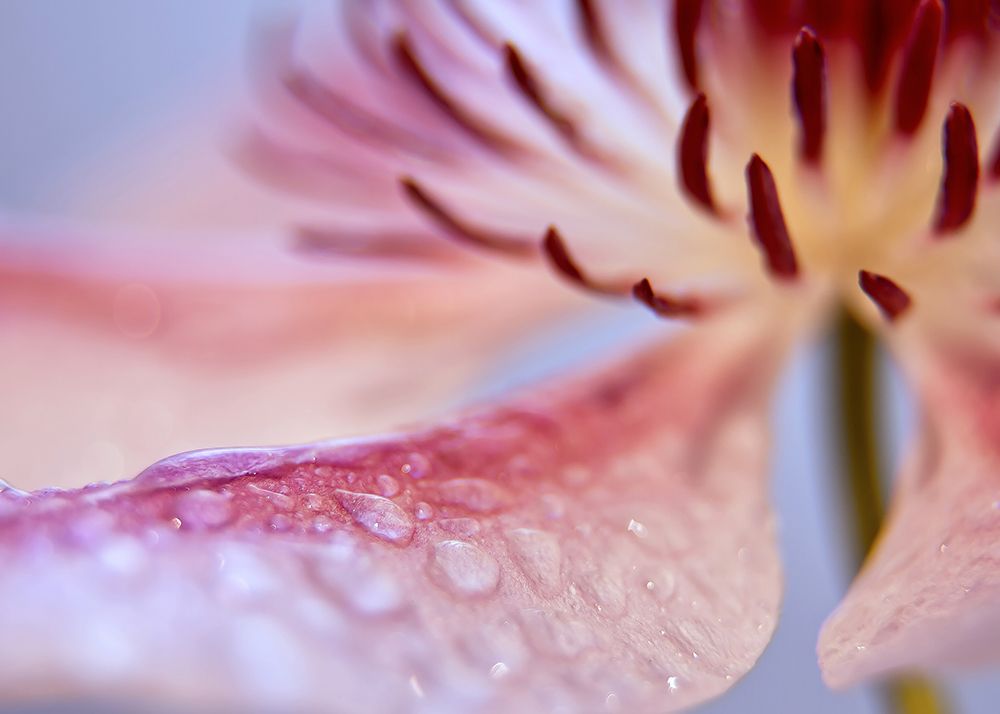 Flower 33 art print by Rachel Lee for $57.95 CAD