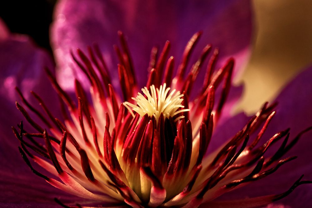 Flower 34 art print by Rachel Lee for $57.95 CAD