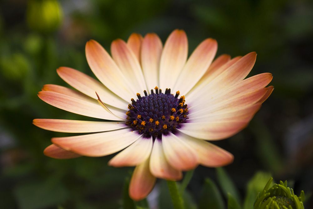 Flower 35 art print by Rachel Lee for $57.95 CAD