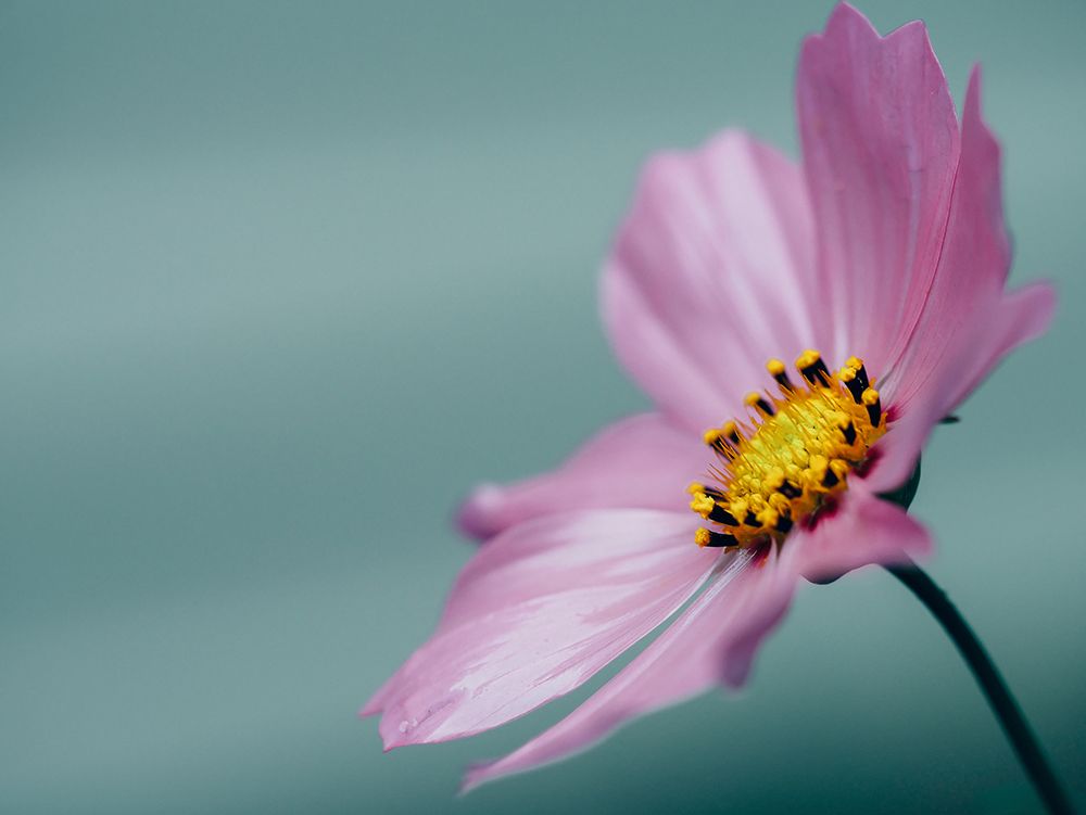 Flower 36 art print by Rachel Lee for $57.95 CAD