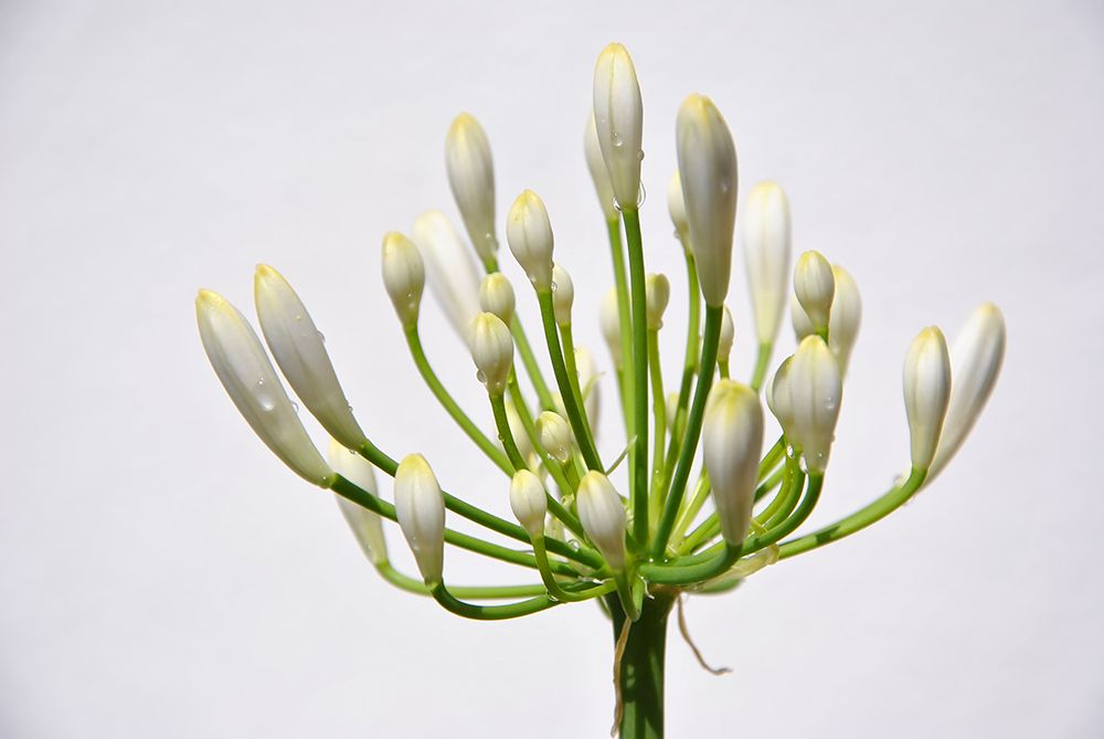 Flower 37 art print by Rachel Lee for $57.95 CAD