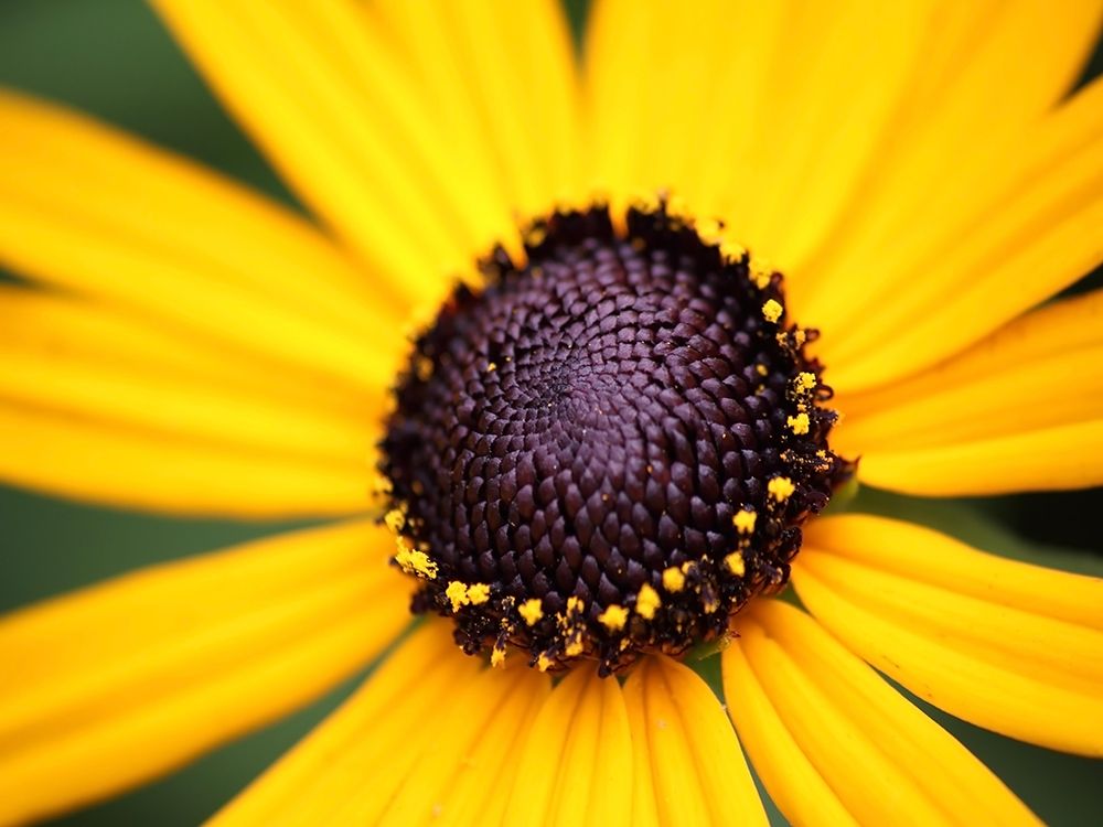 Flower 44 art print by Rachel Lee for $57.95 CAD