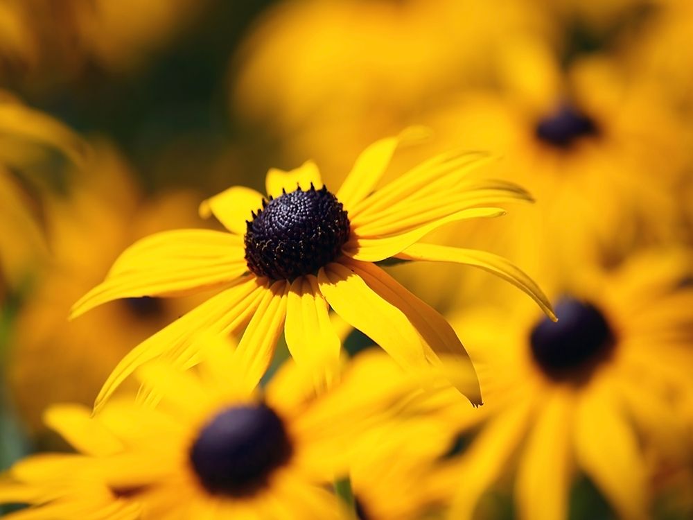 Flower 46 art print by Rachel Lee for $57.95 CAD