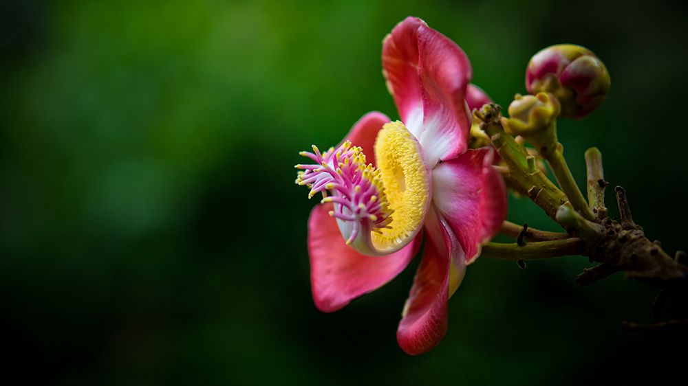 Flower 5 art print by Rachel Lee for $57.95 CAD