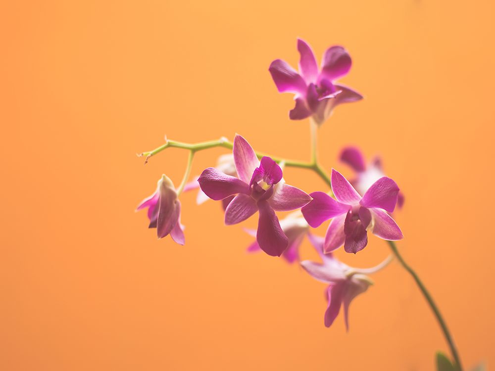 Flower 50 art print by Rachel Lee for $57.95 CAD
