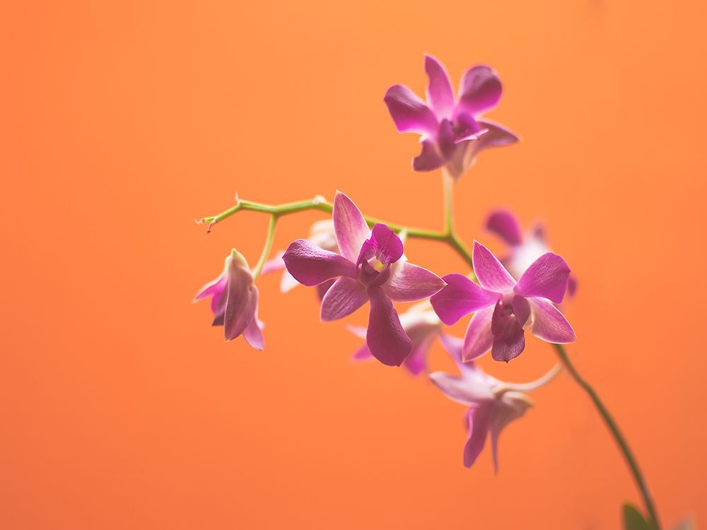 Flower 50 Custom Orange art print by Rachel Lee for $57.95 CAD