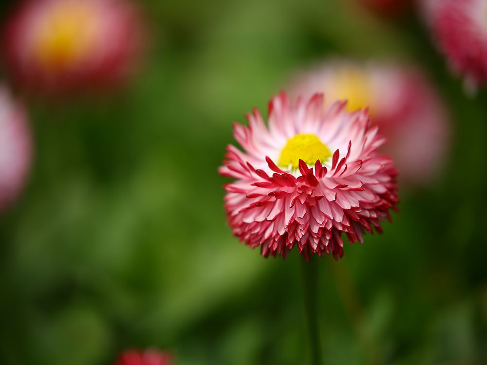 Flower 51 art print by Rachel Lee for $57.95 CAD