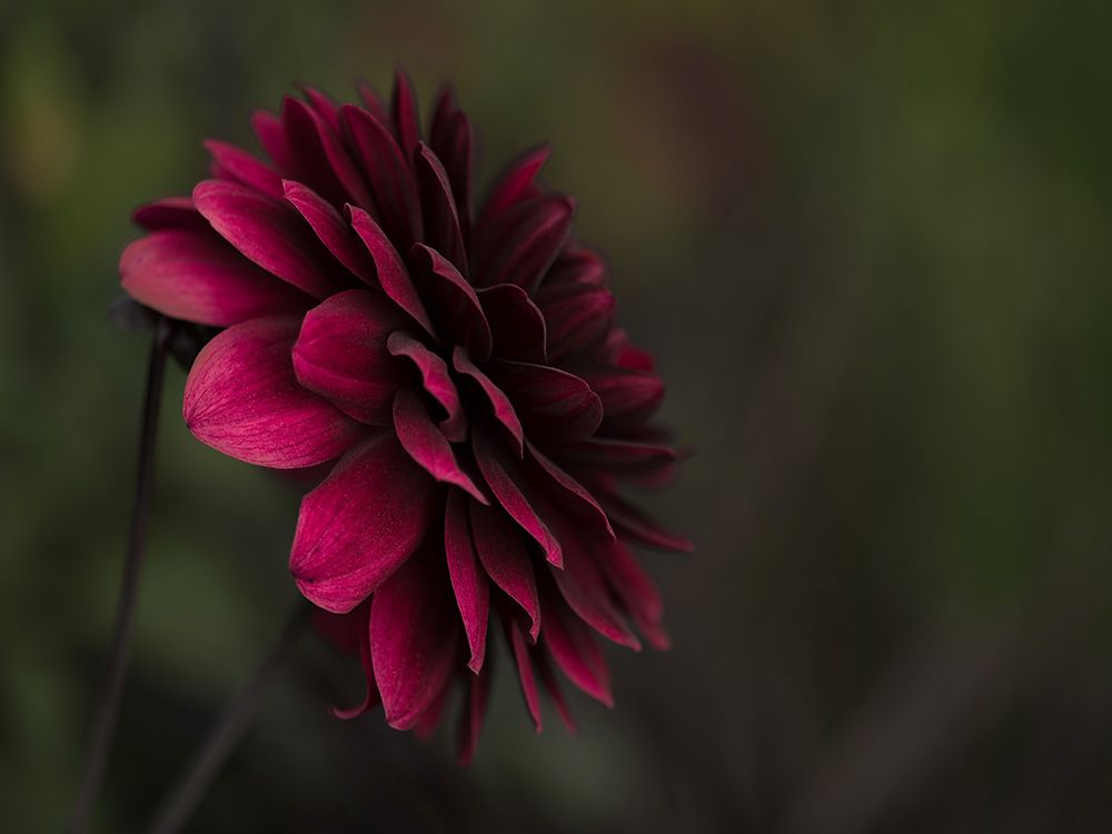 Flower 54 art print by Rachel Lee for $57.95 CAD