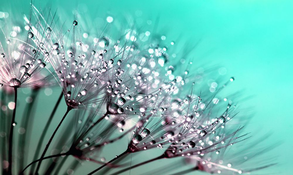 Flower 55 art print by Rachel Lee for $57.95 CAD