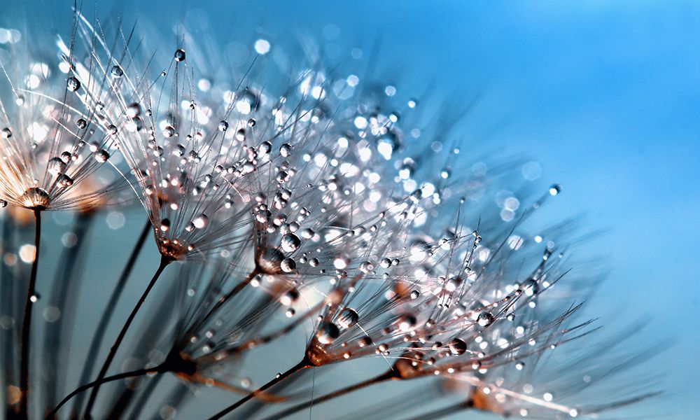Flower 55 Custom Blue art print by Rachel Lee for $57.95 CAD