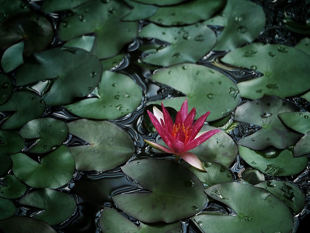 Flower 56 art print by Rachel Lee for $57.95 CAD