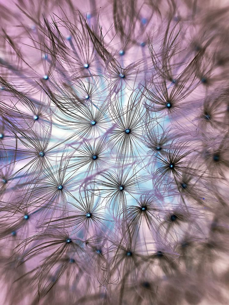 Flower 58 art print by Rachel Lee for $57.95 CAD