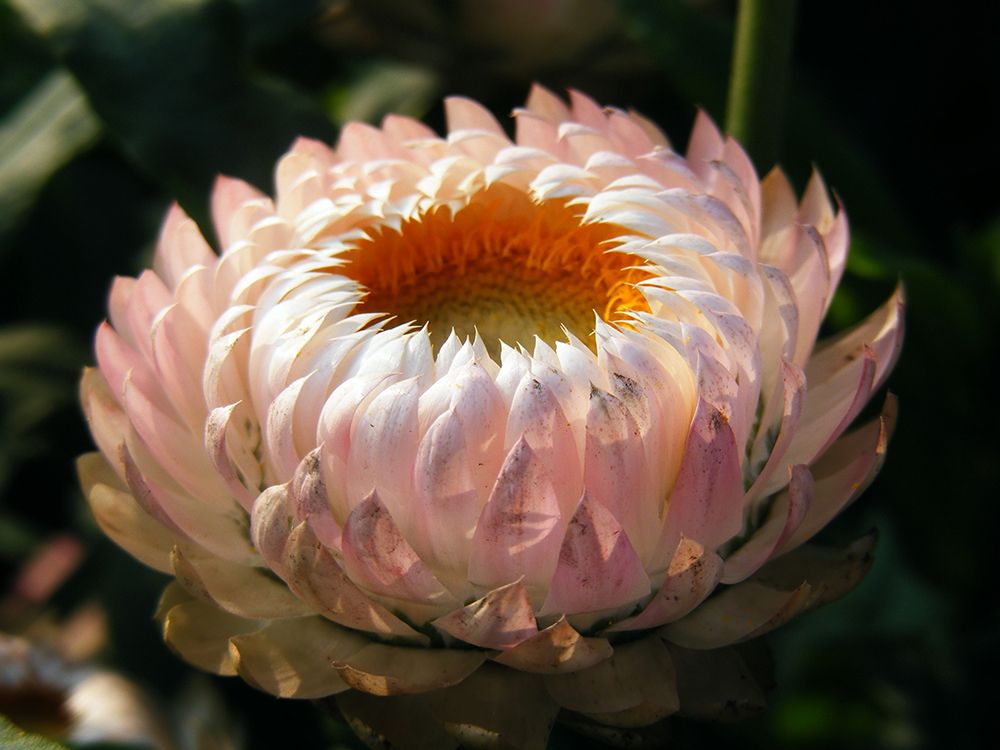Flower 59 art print by Rachel Lee for $57.95 CAD