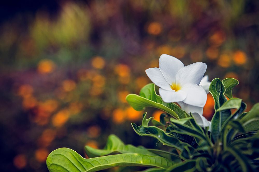 Flower 6 art print by Rachel Lee for $57.95 CAD