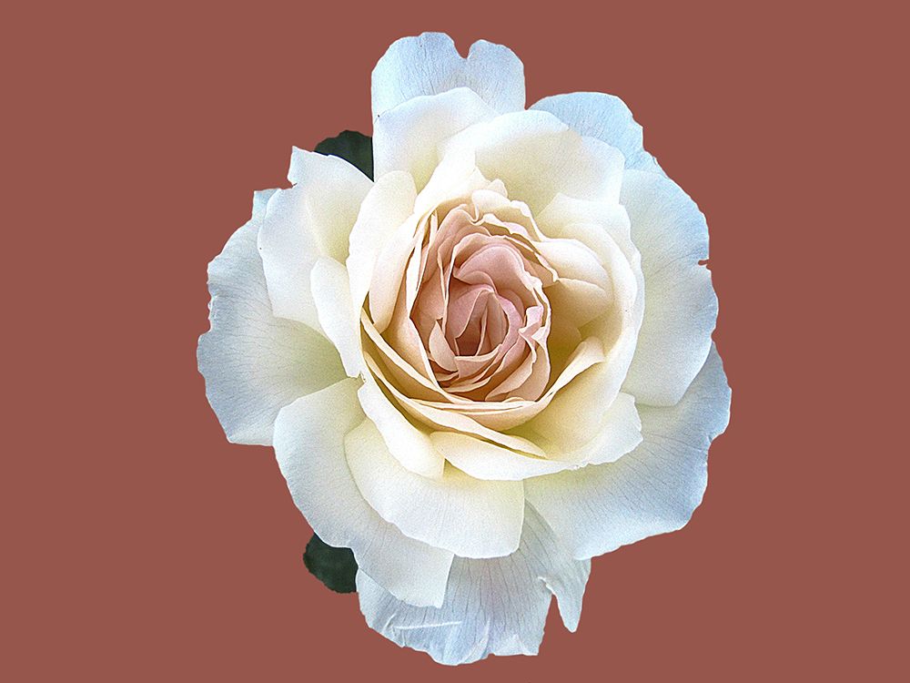 Flower 60 art print by Rachel Lee for $57.95 CAD