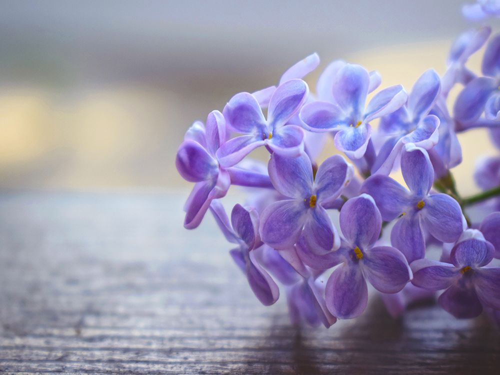 Flower 63 art print by Rachel Lee for $57.95 CAD