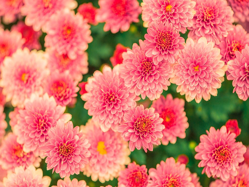 Flower 65 art print by Rachel Lee for $57.95 CAD