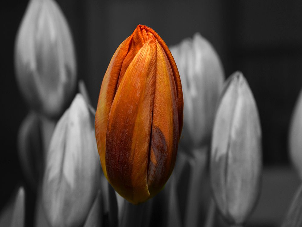 Flower 66 art print by Rachel Lee for $57.95 CAD