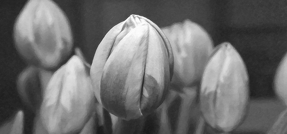 Flower 66 Grayscale Painting art print by Rachel Lee for $57.95 CAD