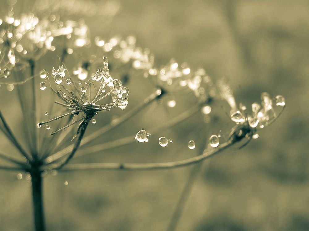 Flower 67 art print by Rachel Lee for $57.95 CAD