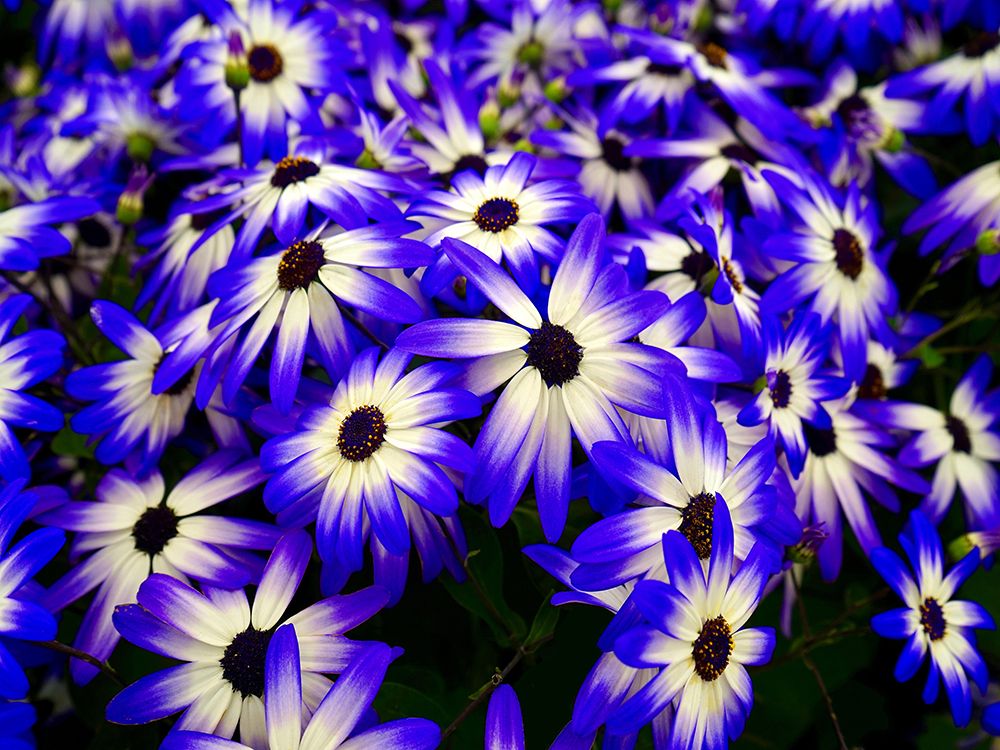 Flower 70 art print by Rachel Lee for $57.95 CAD