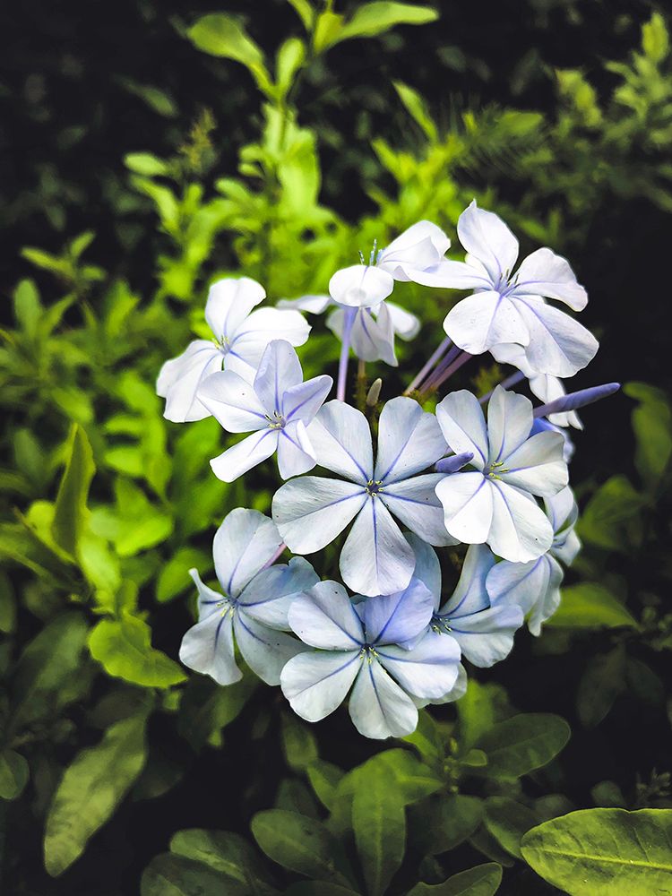 Flower 71 art print by Rachel Lee for $57.95 CAD