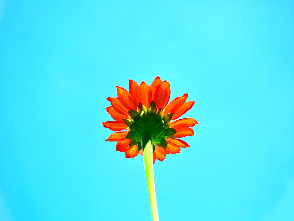Flower 72 art print by Rachel Lee for $57.95 CAD