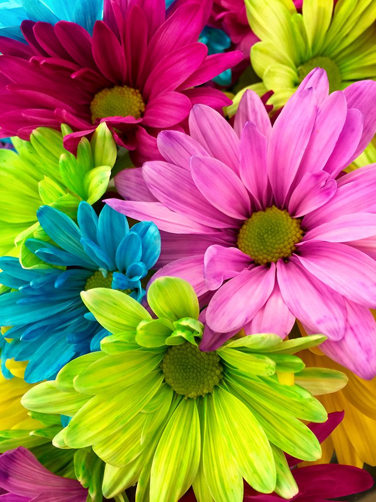 Flower 74 art print by Rachel Lee for $57.95 CAD
