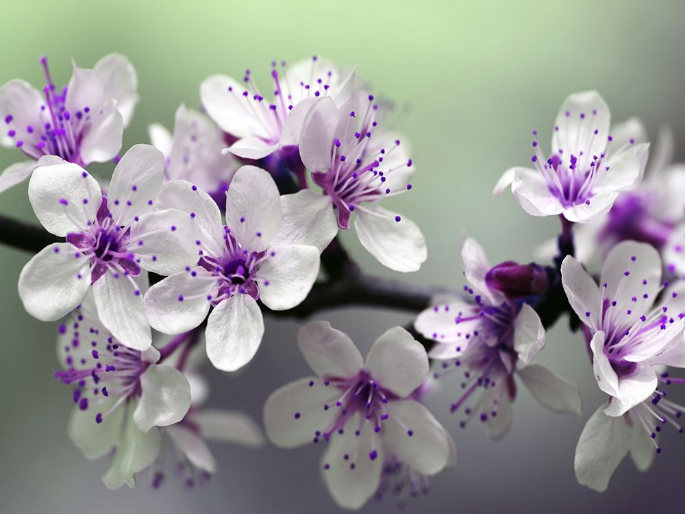 Flower 79 art print by Rachel Lee for $57.95 CAD